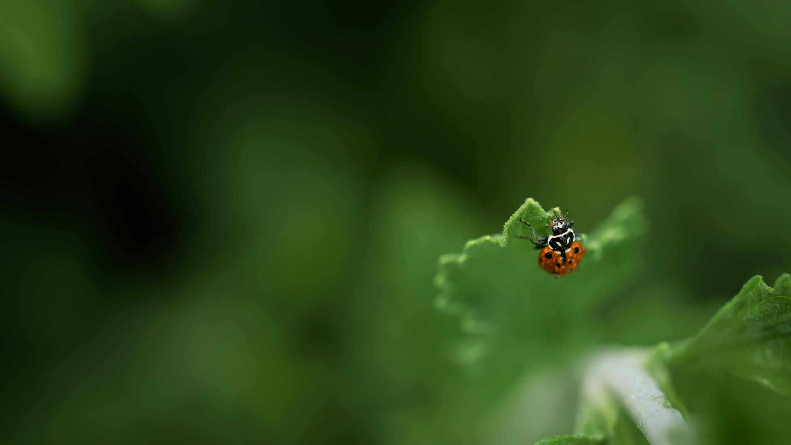 Free stock photo of ladybug, water drop